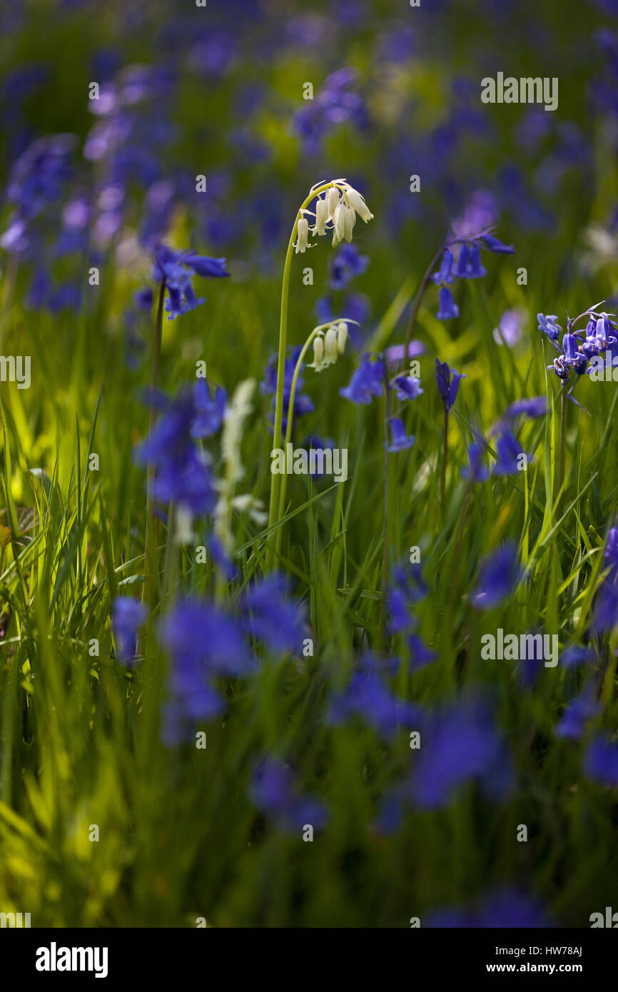 Bluebells Foto Stock