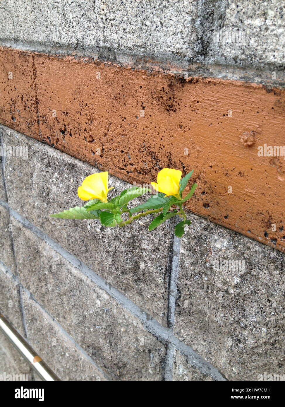 Fiori che crescono da una parete Foto Stock