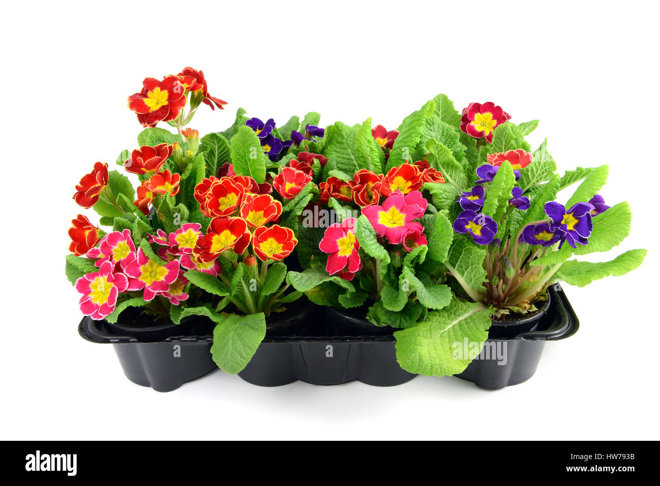 Primula colorati in miscelati in una scatola vassoio, isolato su sfondo bianco Foto Stock