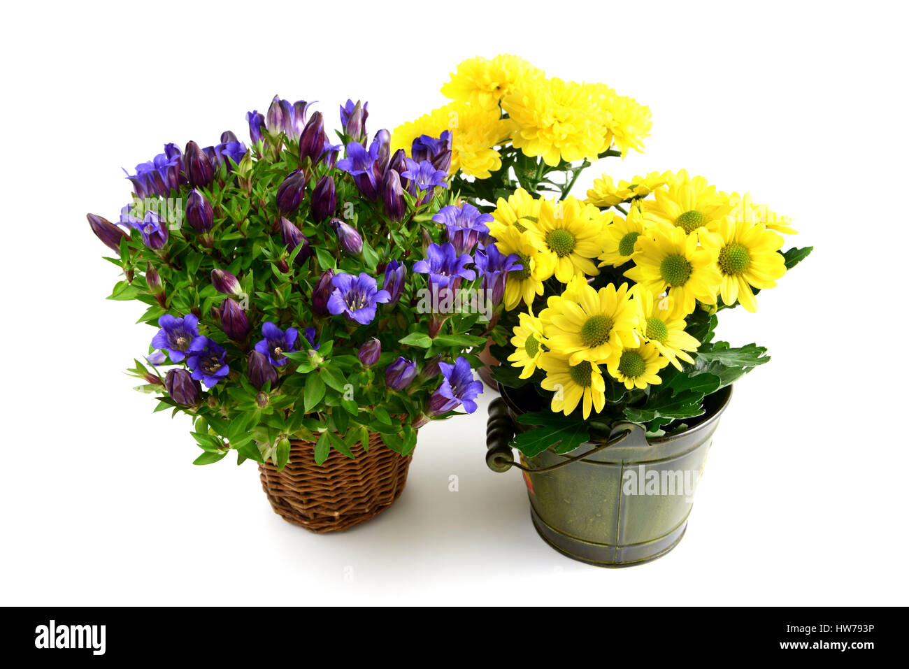 Tre vaso di fiori di genziana blu e giallo crisantemi. sfondo isolato Foto Stock