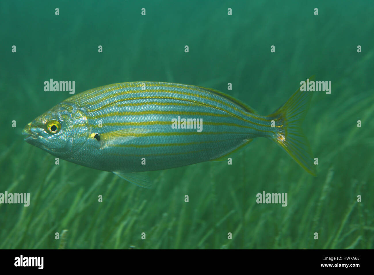 Selma porgy pesce (Sarpa salpa) sott'acqua nel Mare Mediterraneo Foto Stock