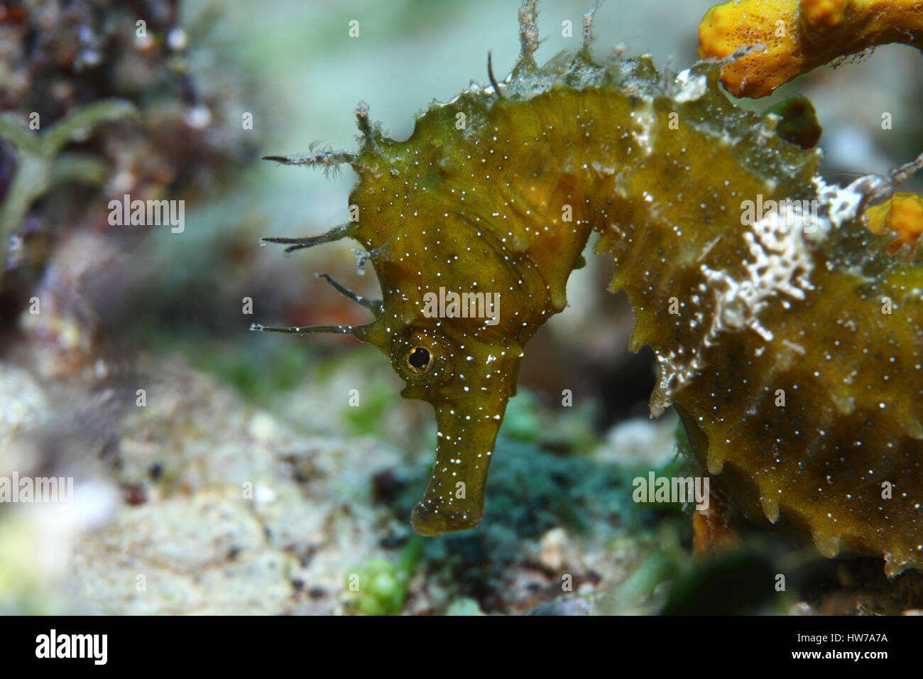 A lungo snouted seahorse (Hypocampus ramulosus) sott'acqua nel Mare Mediterraneo Foto Stock