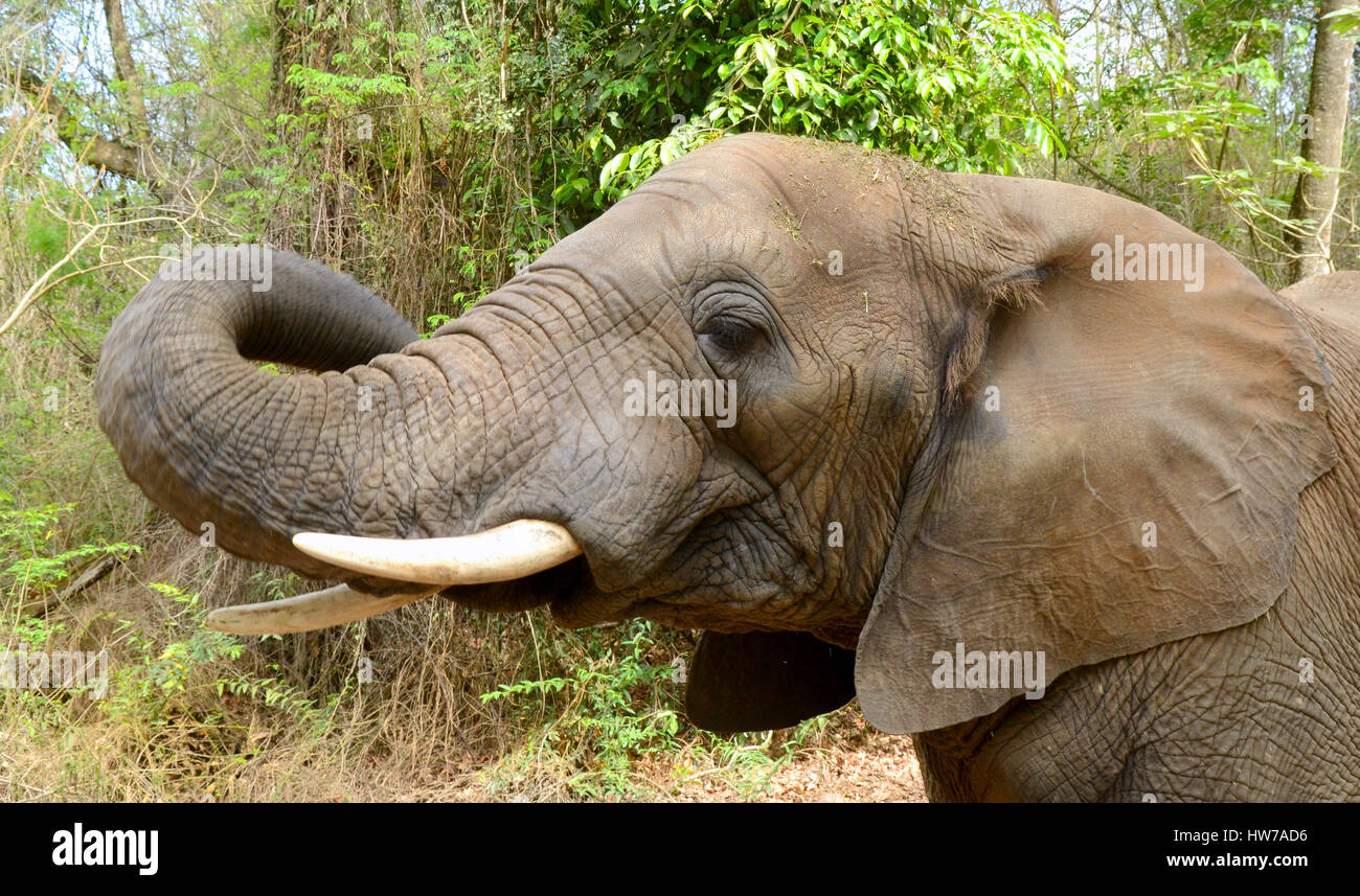 La testa di un elefante con il suo tronco sollevato catturato mentre su safari nel Parco Nazionale di Kruger in Sud Africa Foto Stock