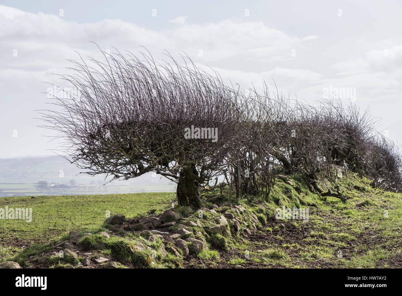 Taglio a flagelli biancospino siepe di campo che mostra la ricrescita, North Yorkshire. Mostra anche una vecchia banca hedge e perdita di magazzino proofing presso la base di copertura Foto Stock