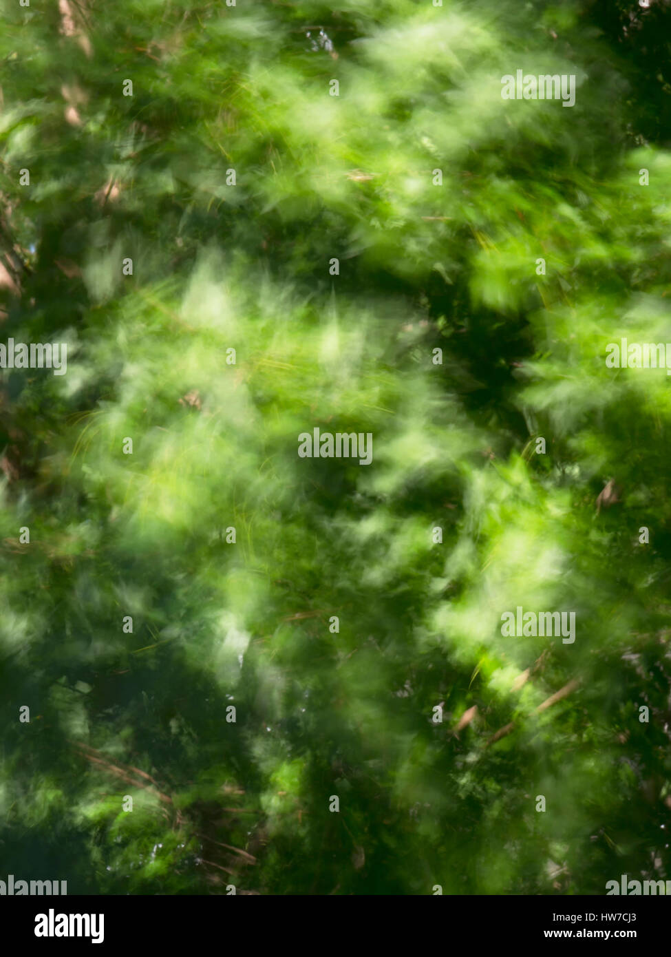 Foglie di albero offuscata dal vento in tempo di esposizione Foto Stock