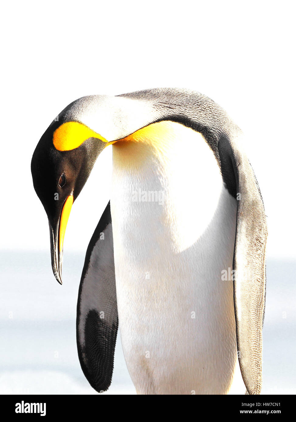 Pinguino reale isolato, sfondo bianco su Saunders, Isole Fakland Foto Stock