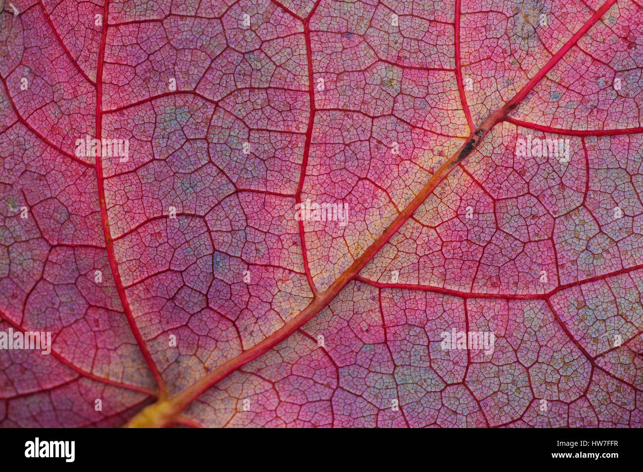 Macro colorata Autumn Leaf Pattern Foto Stock