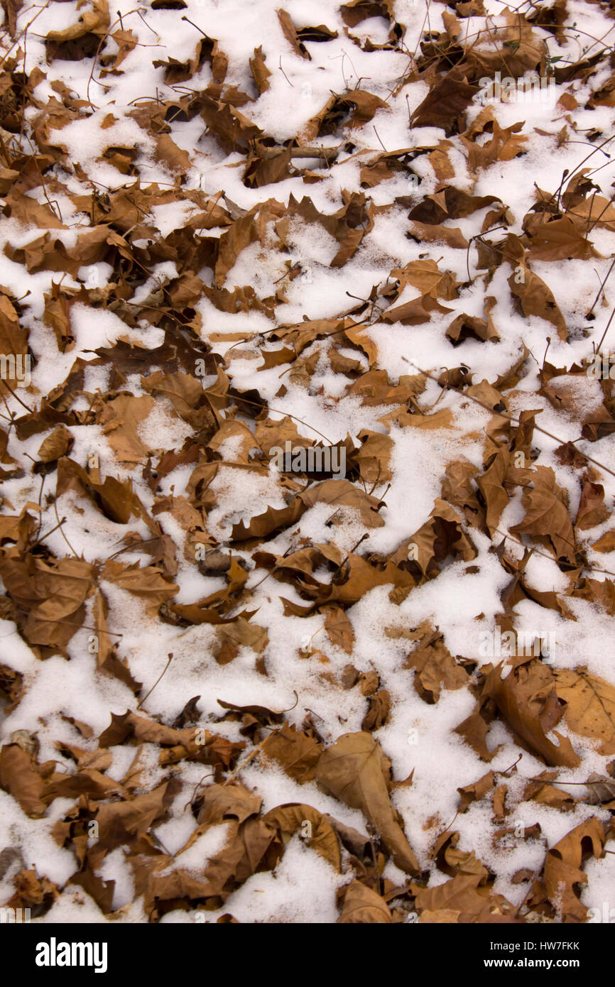 Neve e foglie in una impostazione di bosco Foto Stock