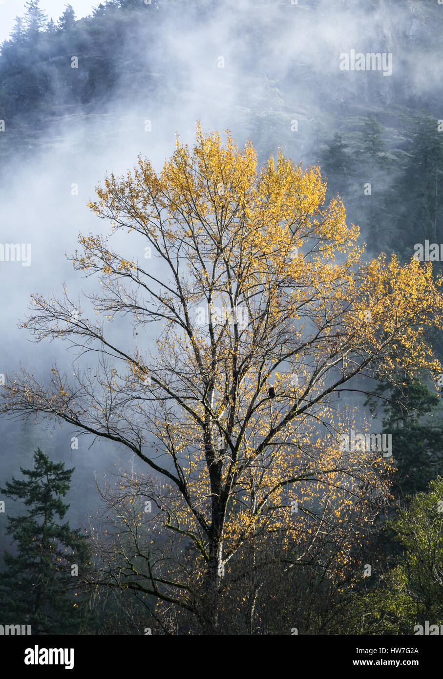 Nebbiosa mattina autunnale, Goldstream park, Victoria BC Foto Stock