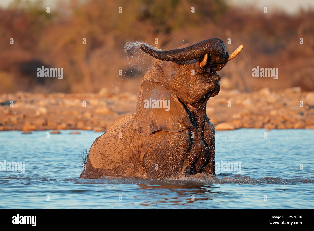 Elefante africano (Loxodonta africana) giocando in acqua, il Parco Nazionale di Etosha, Namibia Foto Stock