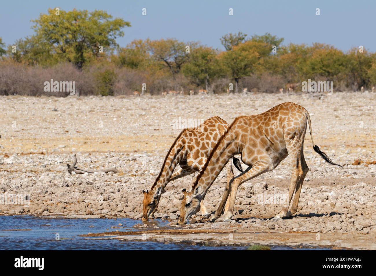 Due giraffe (Giraffa camelopardalis) acqua potabile, il Parco Nazionale di Etosha, Namibia Foto Stock