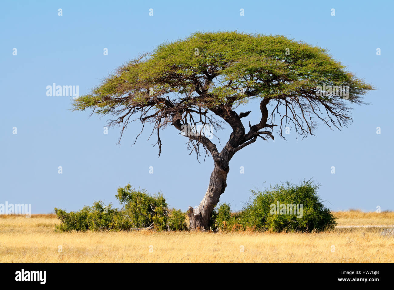 Paesaggio con un Thorn Tree e prati, il Parco Nazionale di Etosha, Namibia Foto Stock