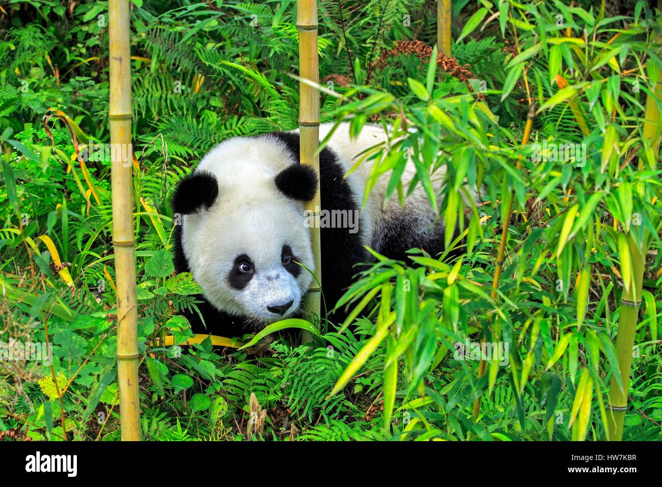 La Cina nella provincia del Sichuan Chengdu Research Base del Panda Gigante di allevamento o di Chengdu Base Panda Panda Gigante (Ailuropoda melanoleuca) Foto Stock