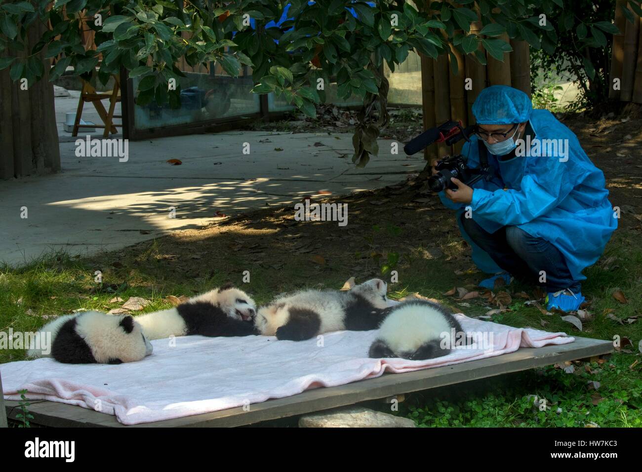 La Cina nella provincia del Sichuan Chengdu Research Base del Panda Gigante di allevamento o di Chengdu Base Panda Panda Gigante (Ailuropoda melanoleuca) Foto Stock