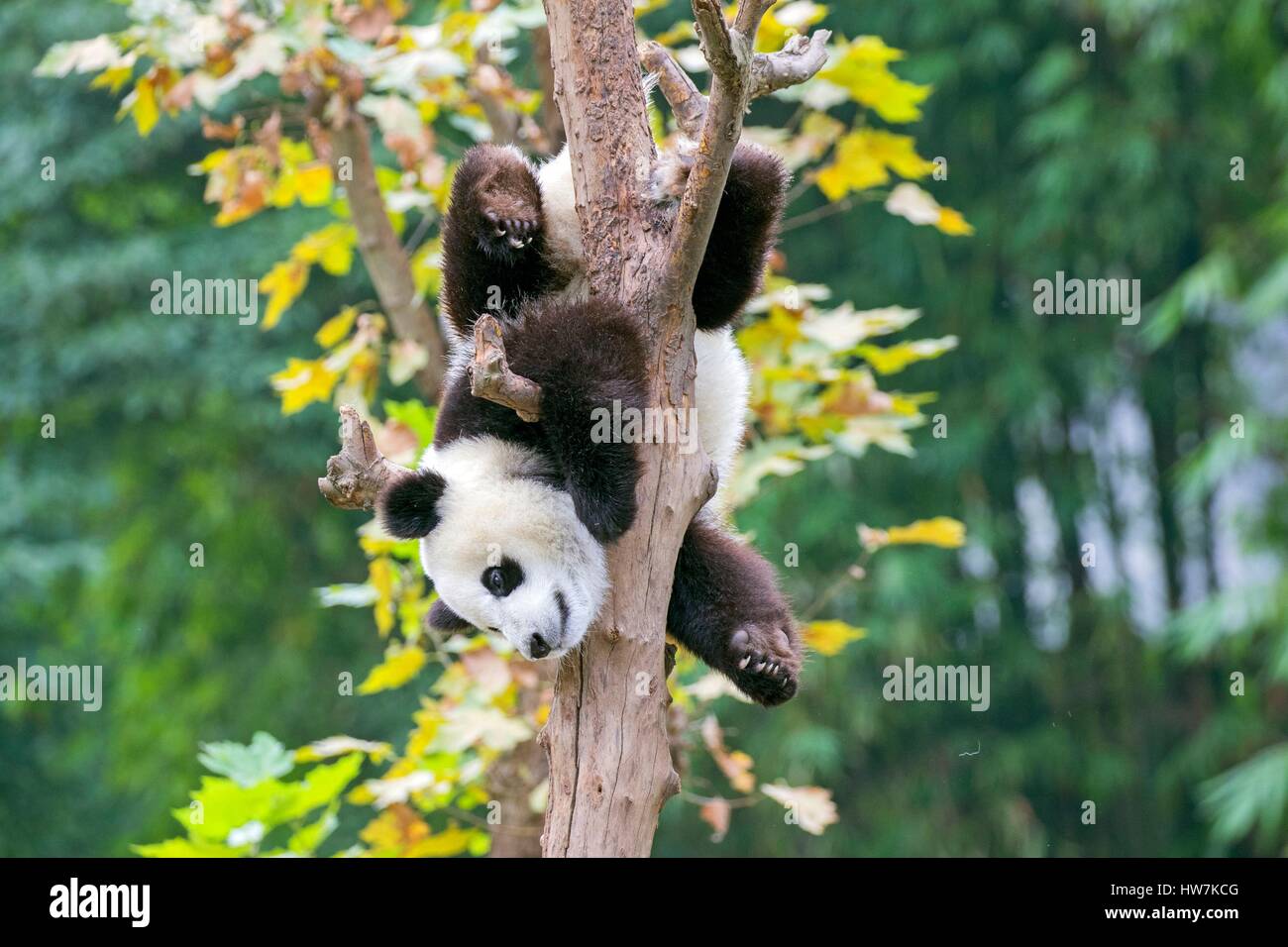 La Cina nella provincia del Sichuan Chengdu Research Base del Panda Gigante di allevamento o di Chengdu Base Panda Panda Gigante (Ailuropoda melanoleuca) Foto Stock