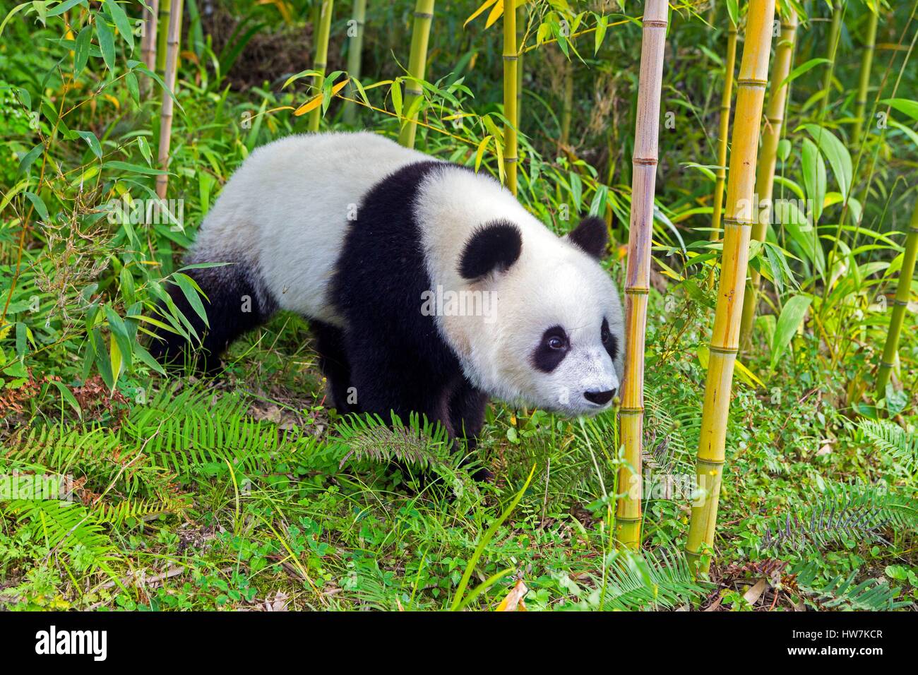 La Cina, nella provincia di Sichuan, Chengdu, Base di ricerca di Panda Gigante di allevamento o di Chengdu Panda Base, Panda Gigante (Ailuropoda melanoleuca), captive Foto Stock