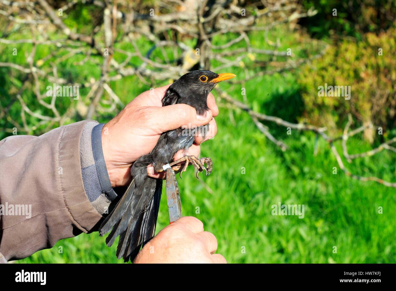 Francia Bas Rhin Le Champ du feu squillo gli uccelli con reti di nylon di stoc Progamm che lo studio comune uccelli Merlo Foto Stock