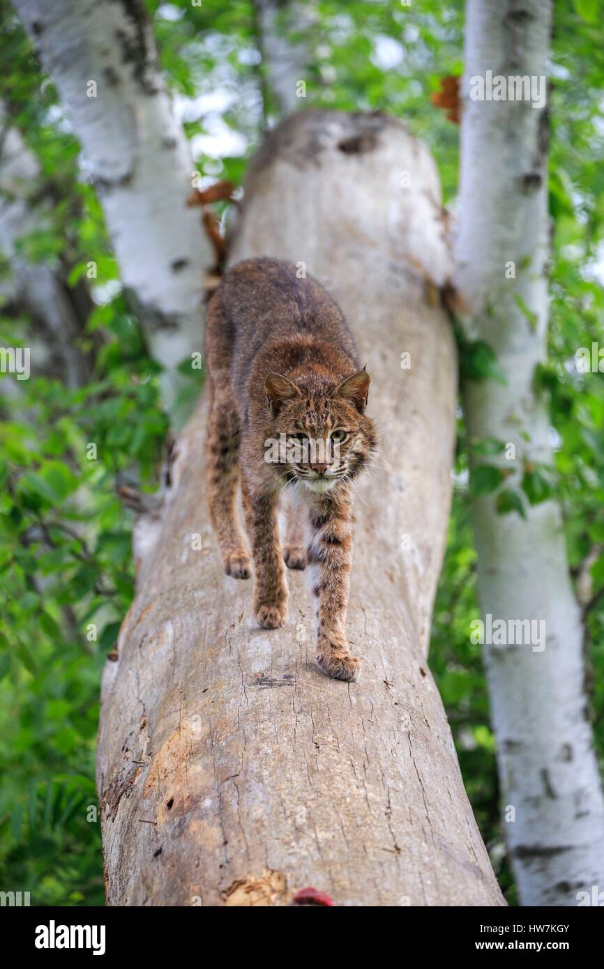 Stati Uniti, Minnesota, Bobcat (Lynx rufus) Foto Stock