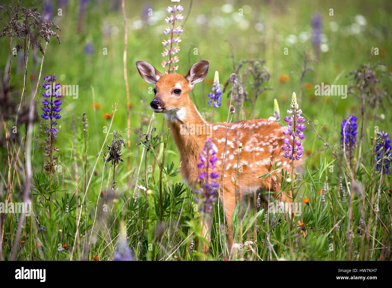 Stati Uniti, Minnesota, White Tailed Deer (Odocoileus virginianus), baby, in un prato con dei lupini Foto Stock