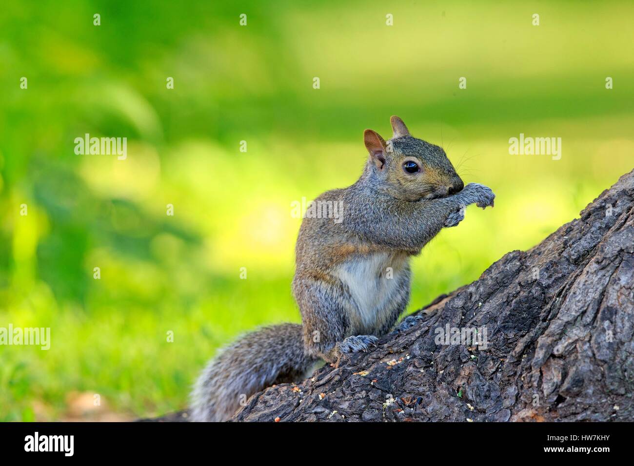 Stati Uniti, Minnesota, Orientale scoiattolo grigio o grigio scoiattolo (Sciurus carolinensis), sul terreno Foto Stock