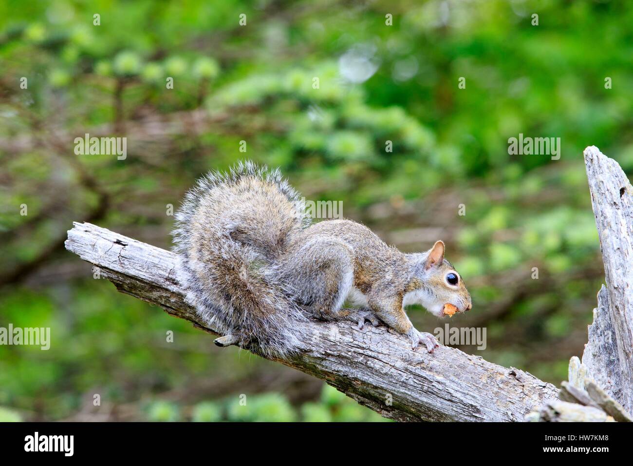 Stati Uniti, Minnesota, Orientale scoiattolo grigio o grigio scoiattolo (Sciurus carolinensis), Adulto su un ramo Foto Stock