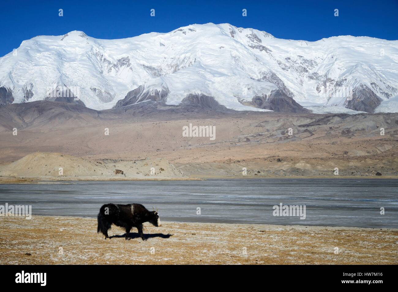 Cina, Xinjiang Uyghur Regione autonoma, yak al Lago Karakul (3600 m) in inverno Foto Stock