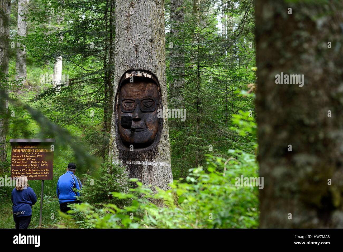 Francia, Doubs, Les Fourgs, foresta, Sapin PrΘsident Edgar Faure, albero età da 450 anni Foto Stock