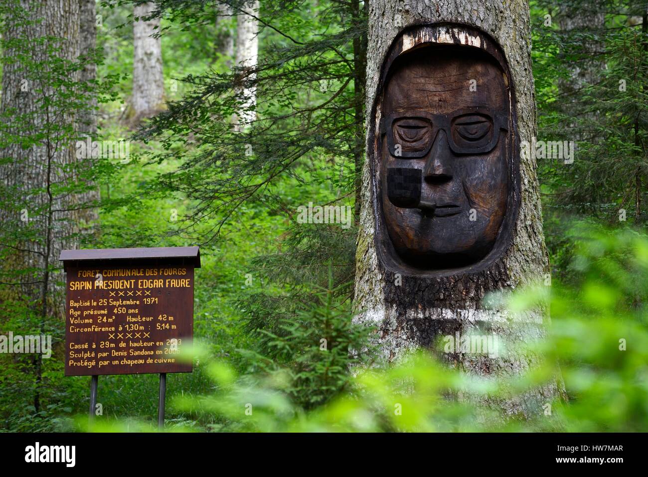 Francia, Doubs, Les Fourgs, foresta, Sapin Président Edgar Faure, albero età da 450 anni Foto Stock