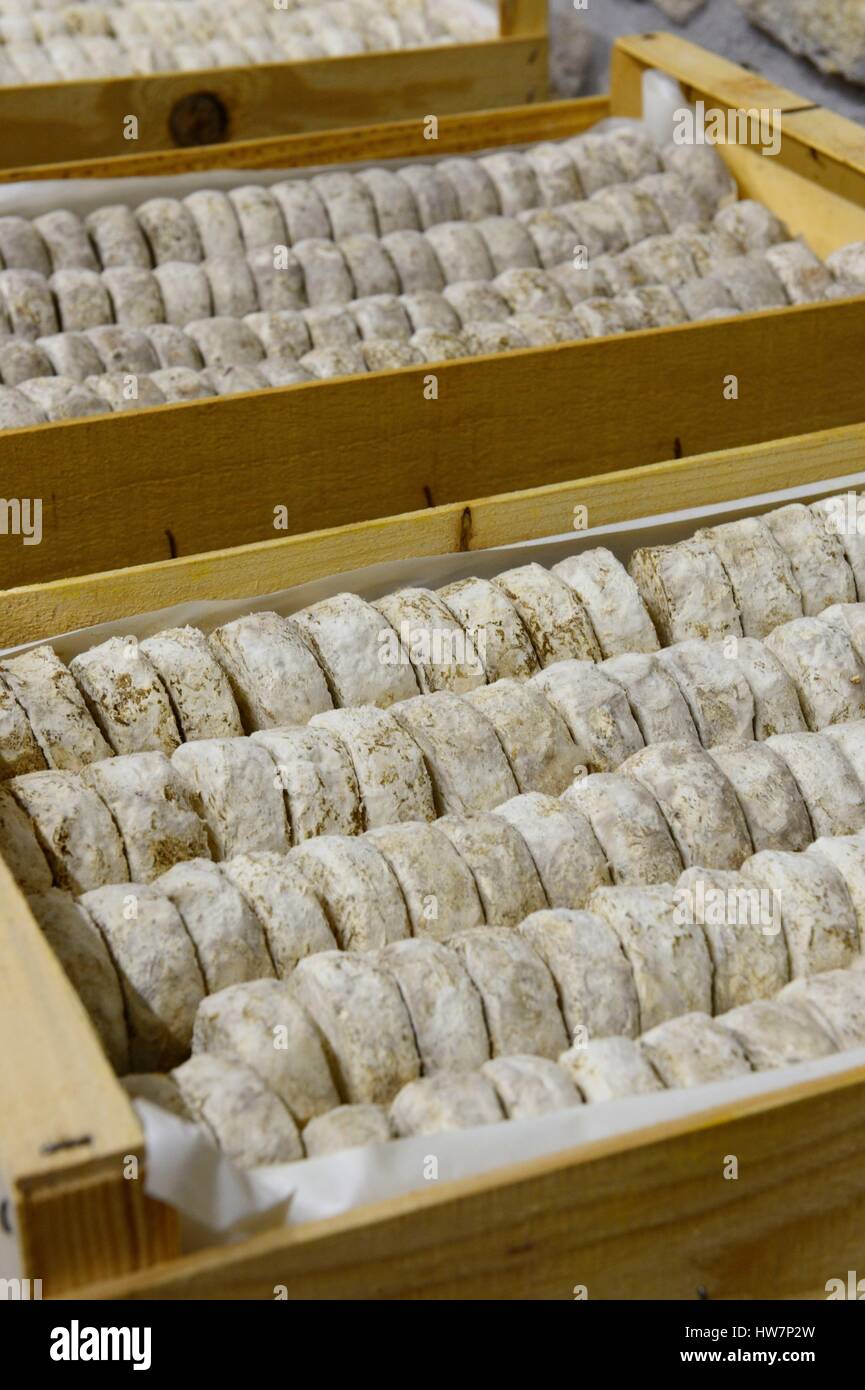 Francia, Ardeche, Planzolles, Peytot Terra Cabra, picodon, formaggio di capra Foto Stock