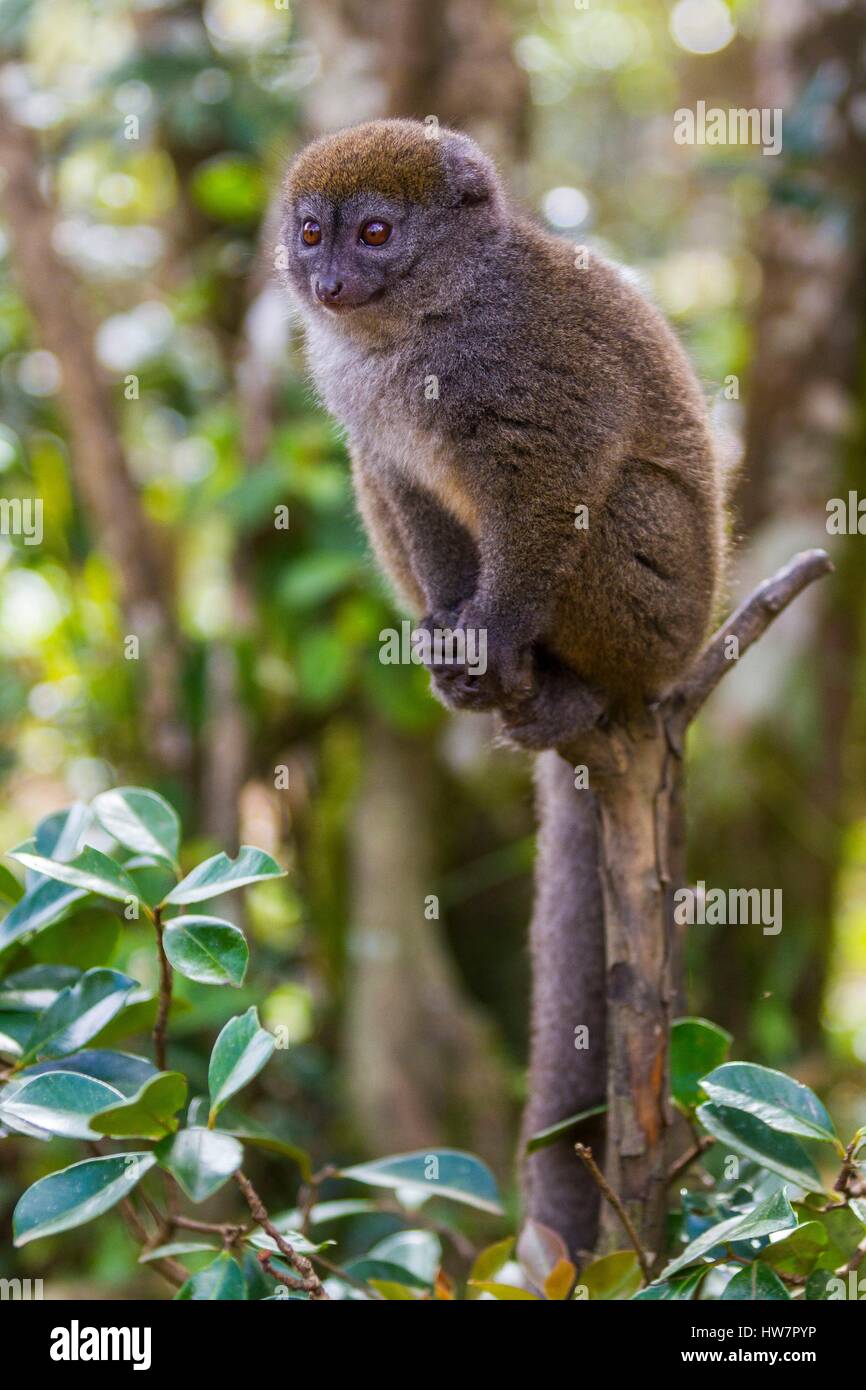 Madagascar, Est Andasibe Mantadia National Park, golden bamboo lemur (Hapalemur aureus) Foto Stock
