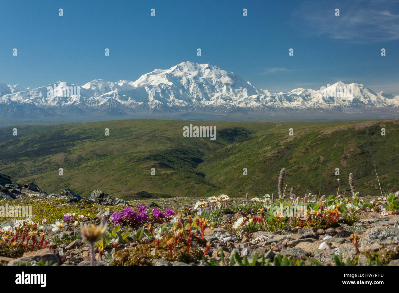 Denali da Camp Ridge, il Parco Nazionale di Denali, Alaska. Foto Stock