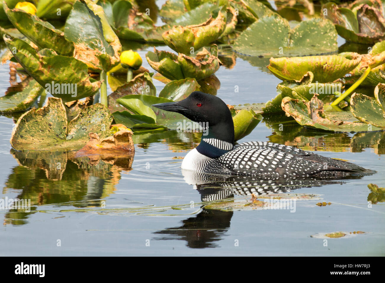 Loon in basso lago Ohmer, Kenai National Wildlife Refuge, Alaska. Foto Stock