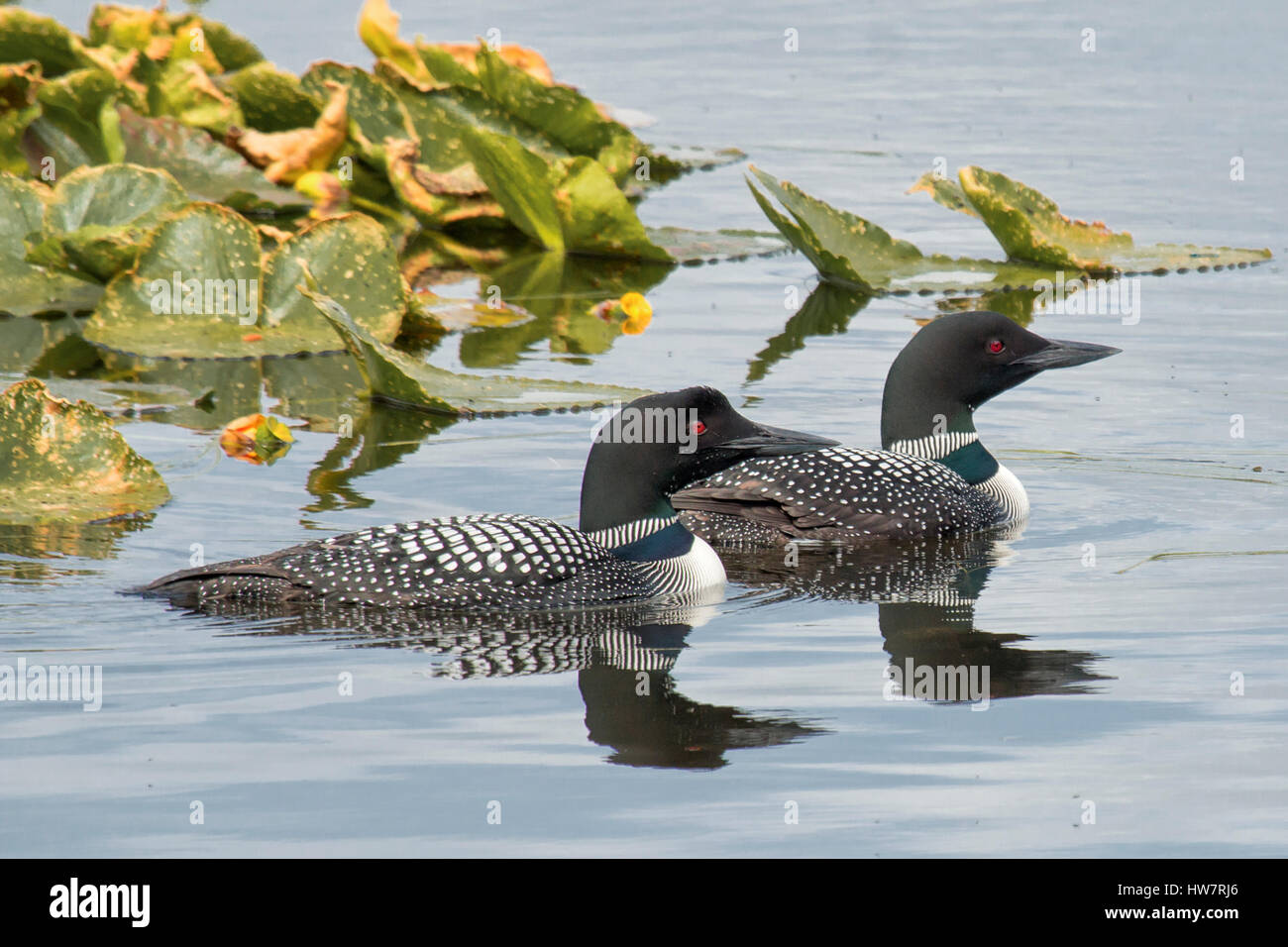 Coppia di loons in basso lago Ohmer, Kenai National Wildlife Refuge, Alaska. Foto Stock