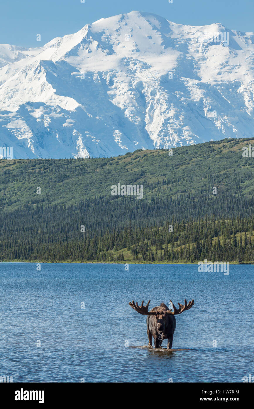 Bull moose alimentazione nel lago di meraviglia con Denali in background, Parco Nazionale di Denali, Alaska. Foto Stock