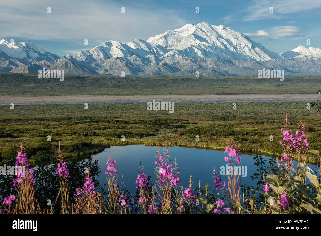 Denali e Fireweed, Parco Nazionale di Denali, Alaska Foto Stock