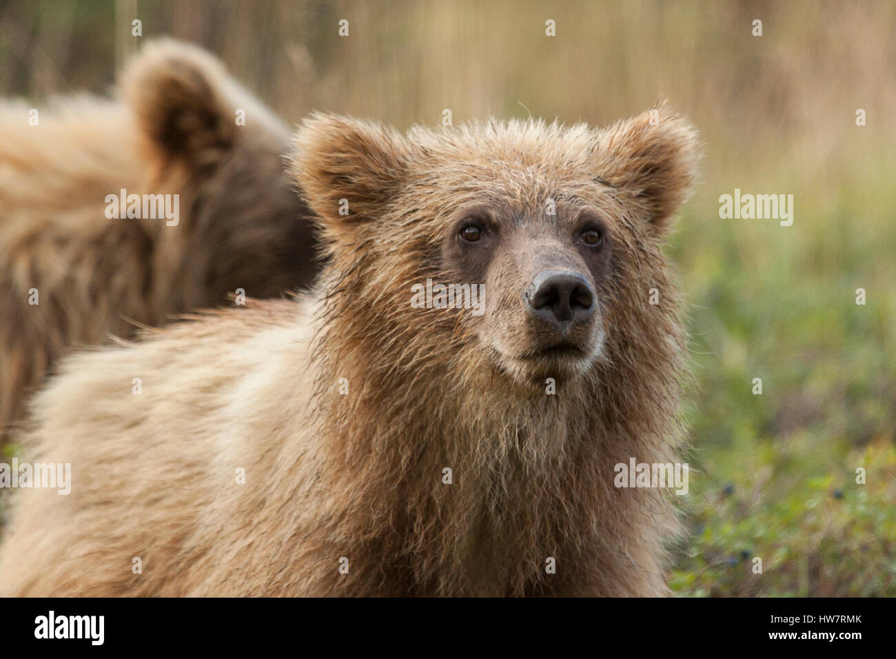 Orso grizzly cubs su alimentazione mirtilli sotto la pioggia, il Parco Nazionale di Denali, Alaska. Foto Stock