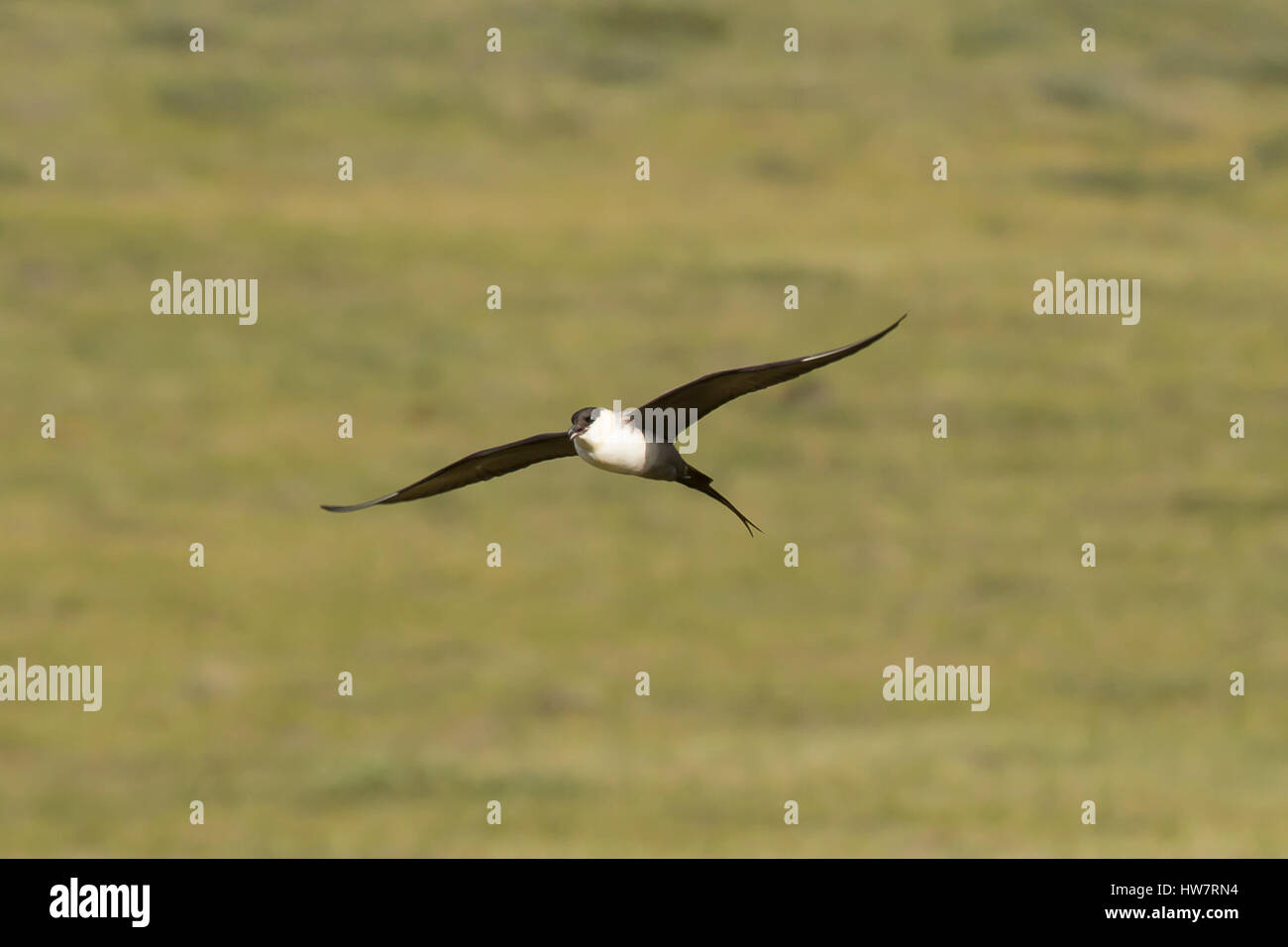 Long-tailed Jaeger vicino alla Autostrada Dalton, Alaska. Foto Stock