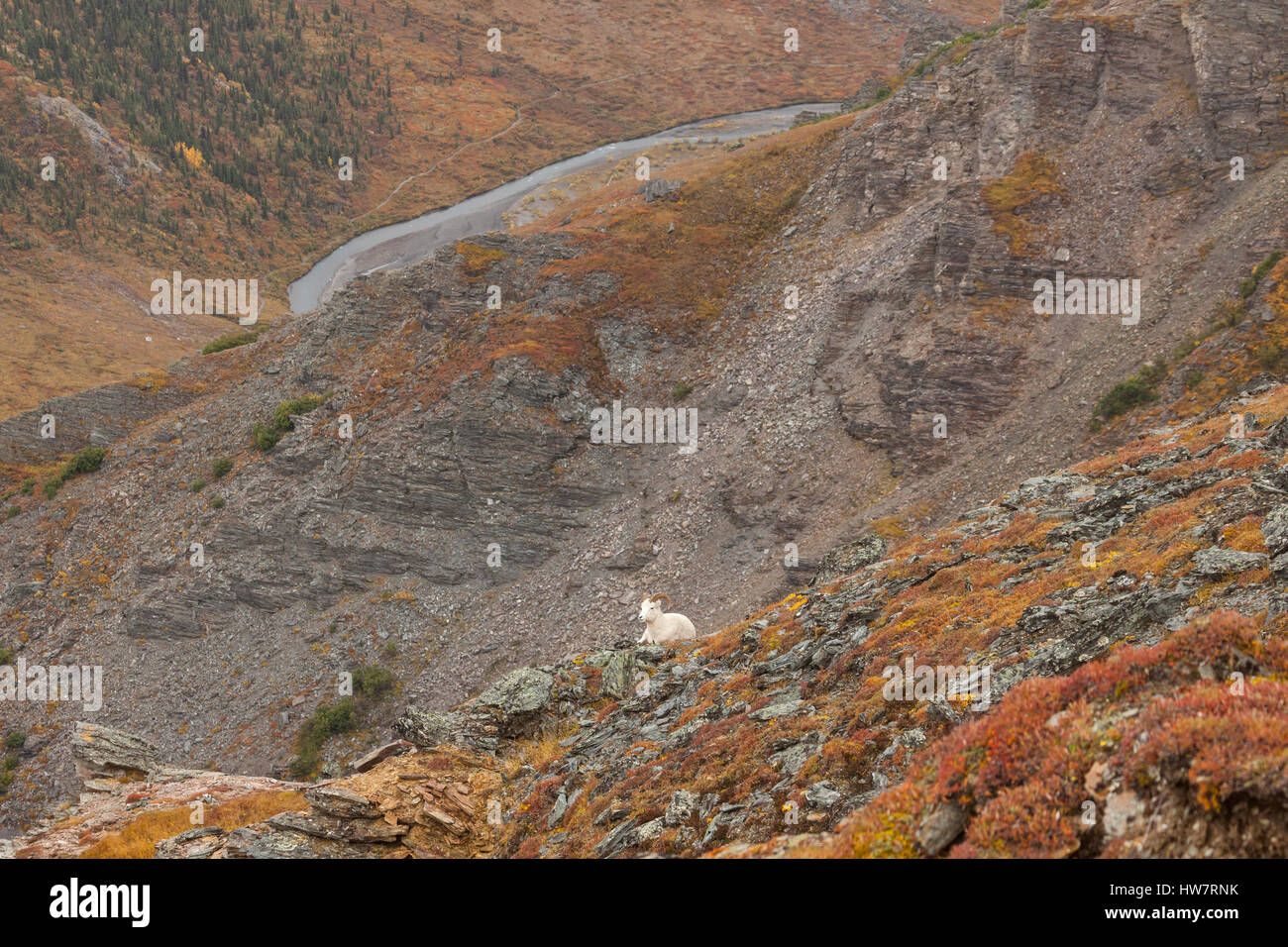 Dall pecore di Ram su una scogliera sopra il fiume selvaggio, Parco Nazionale di Denali, AK. Foto Stock