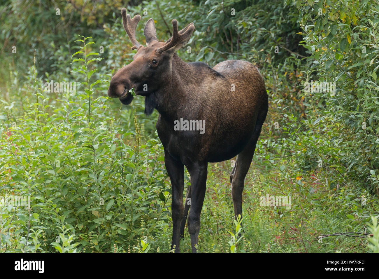 Torello di alimentazione delle alci nei pressi di Cantwell, Alaska. Foto Stock Torello di alimentazione delle alci nei pressi di Cantwell, Alaska. Foto Stock