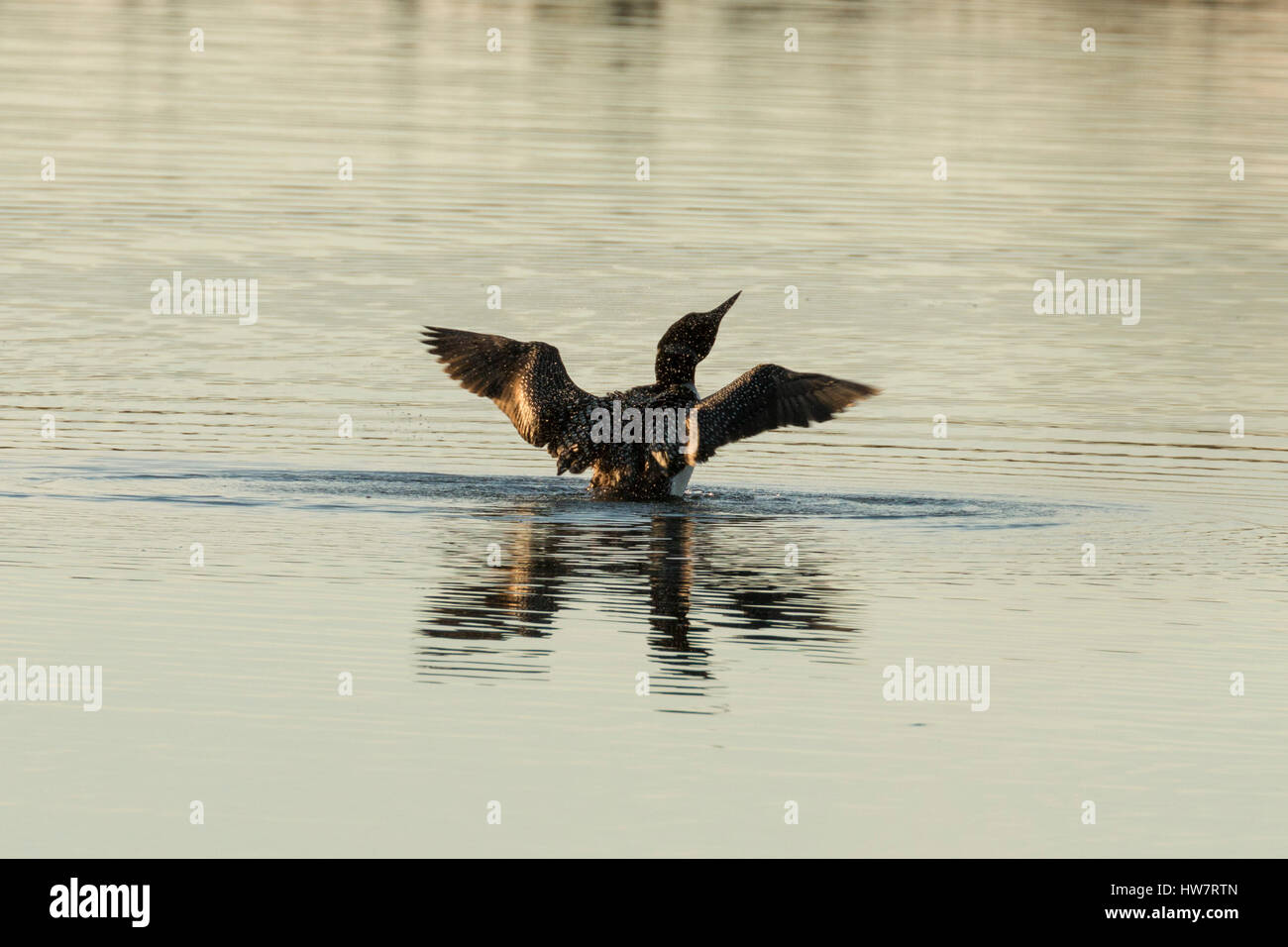 Loon scuotendo off dopo un tuffo nel Kenai National Wildlife Refuge, Alaska. Foto Stock
