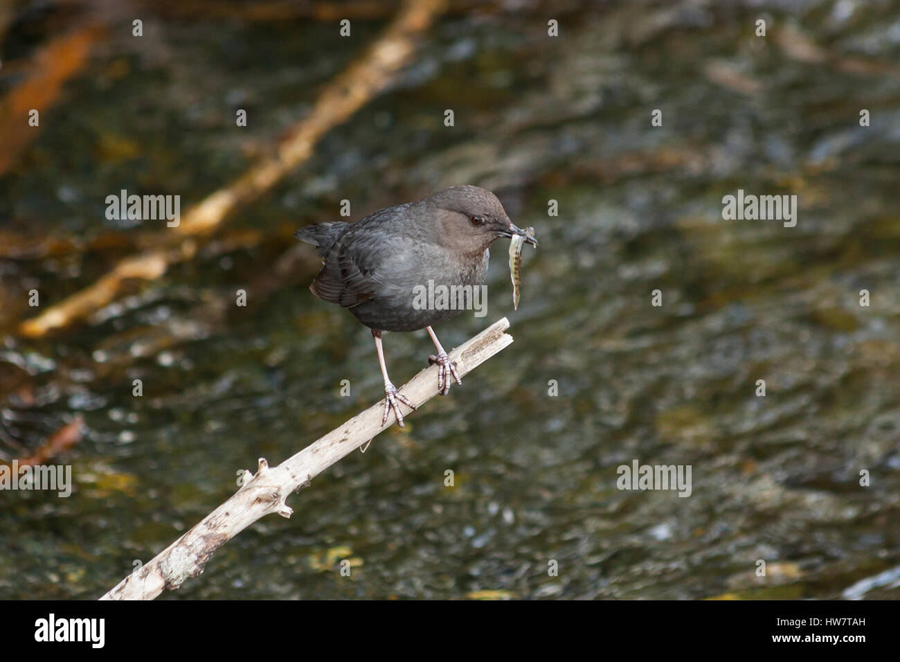 Bilanciere americano con un pesce pescato da Portage Creek, Alaska. Foto Stock