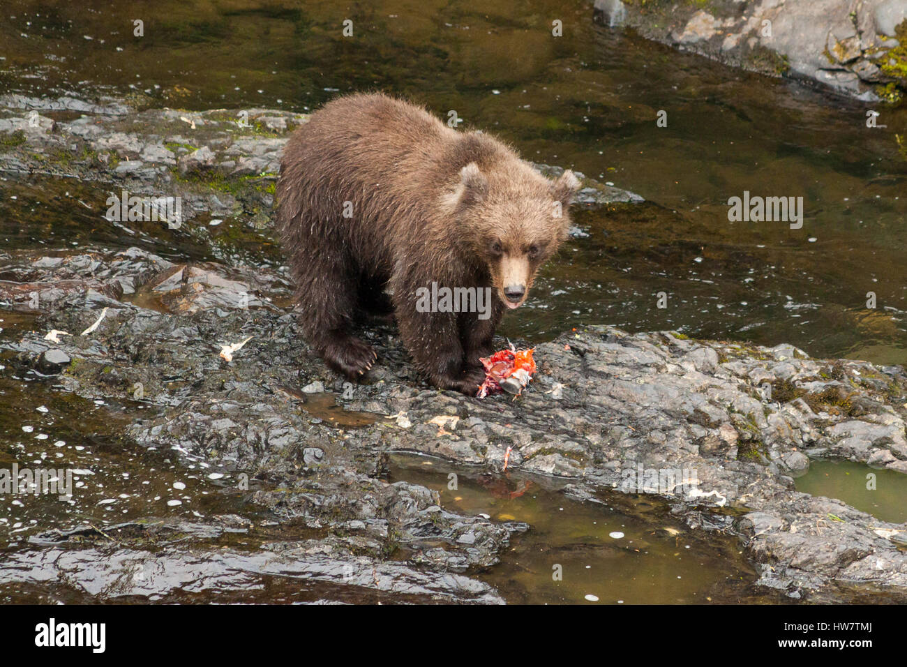 Grizzly cub mangiare salmone al fiume russo, Alaska Foto Stock