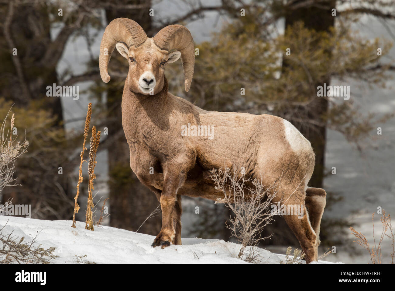 Ram di Bighorn Foto Stock