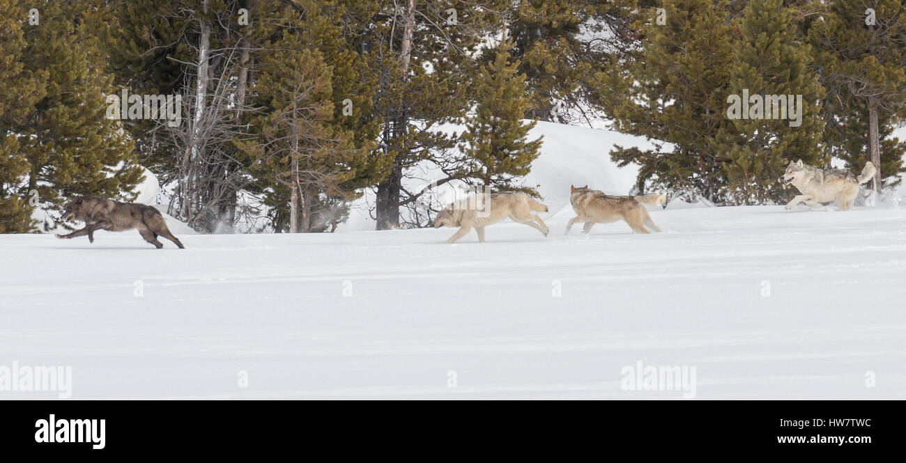 Canyon Pack di lupi in esecuzione attraverso la neve nel Parco Nazionale di Yellowstone. Foto Stock Canyon Pack di lupi in esecuzione attraverso la neve nel Parco Nazionale di Yellowstone. Foto Stock