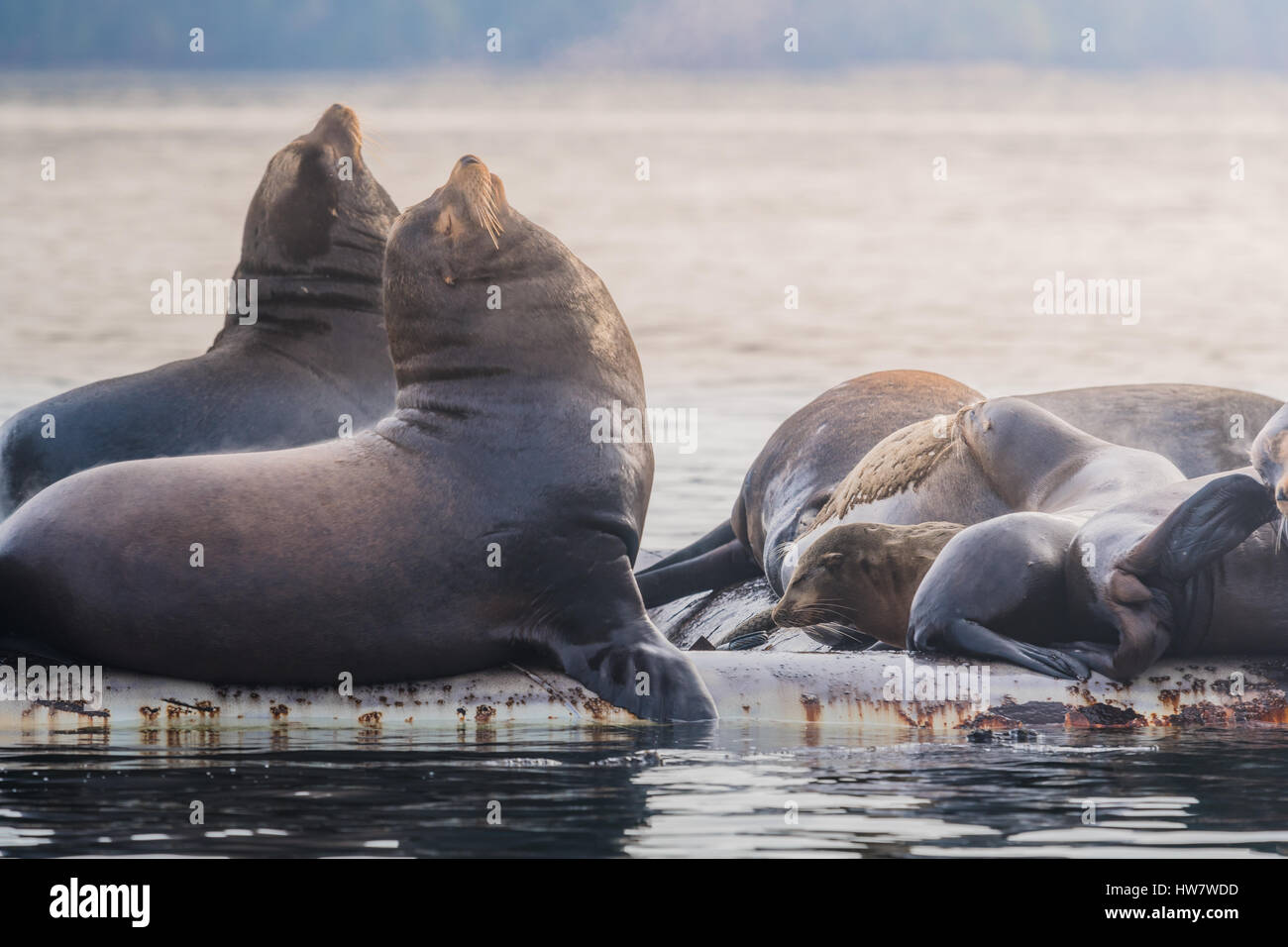 :Arge gruppo di leoni di mare al di sopra della superficie Foto Stock
