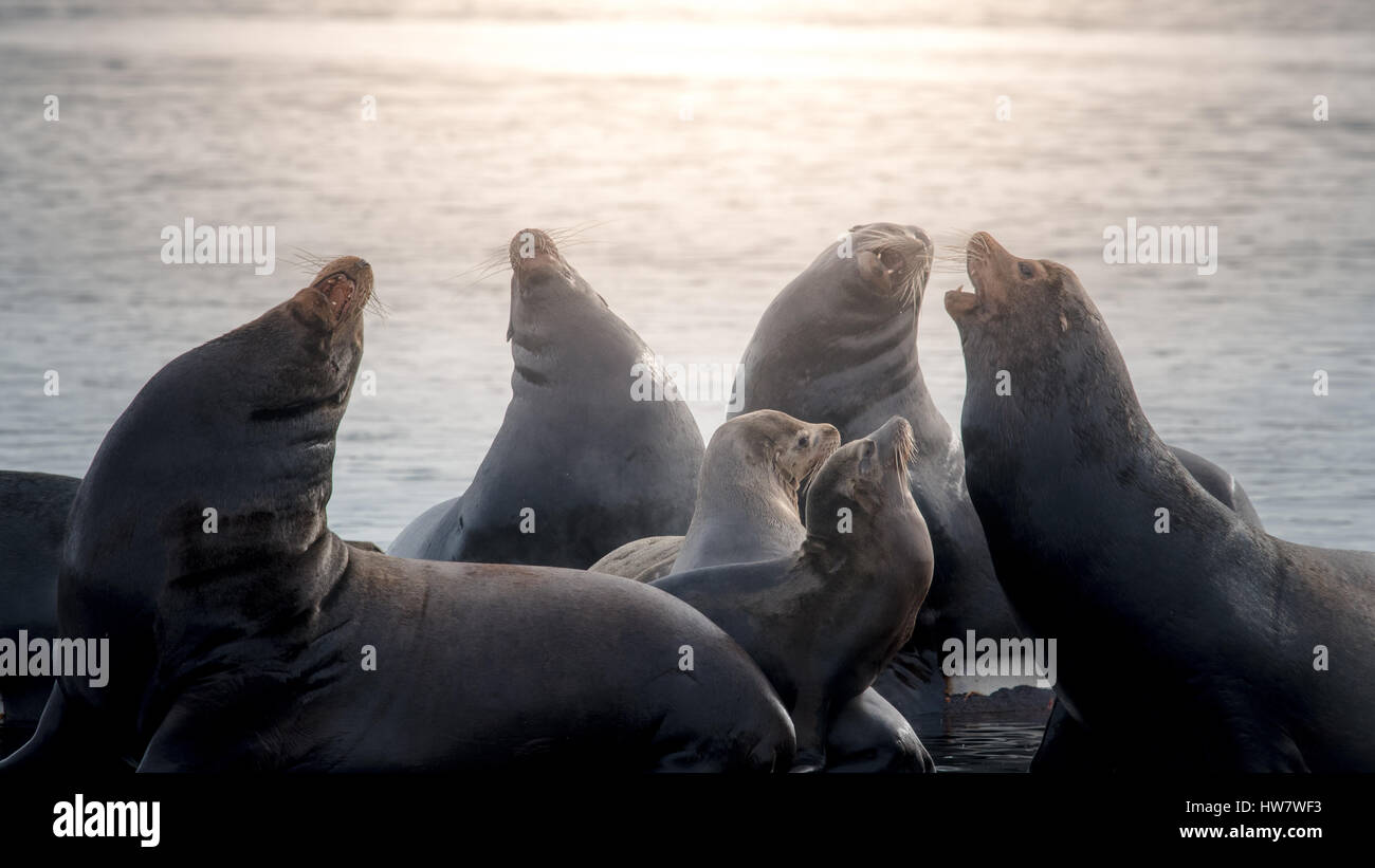 :Arge gruppo di leoni di mare al di sopra della superficie Foto Stock