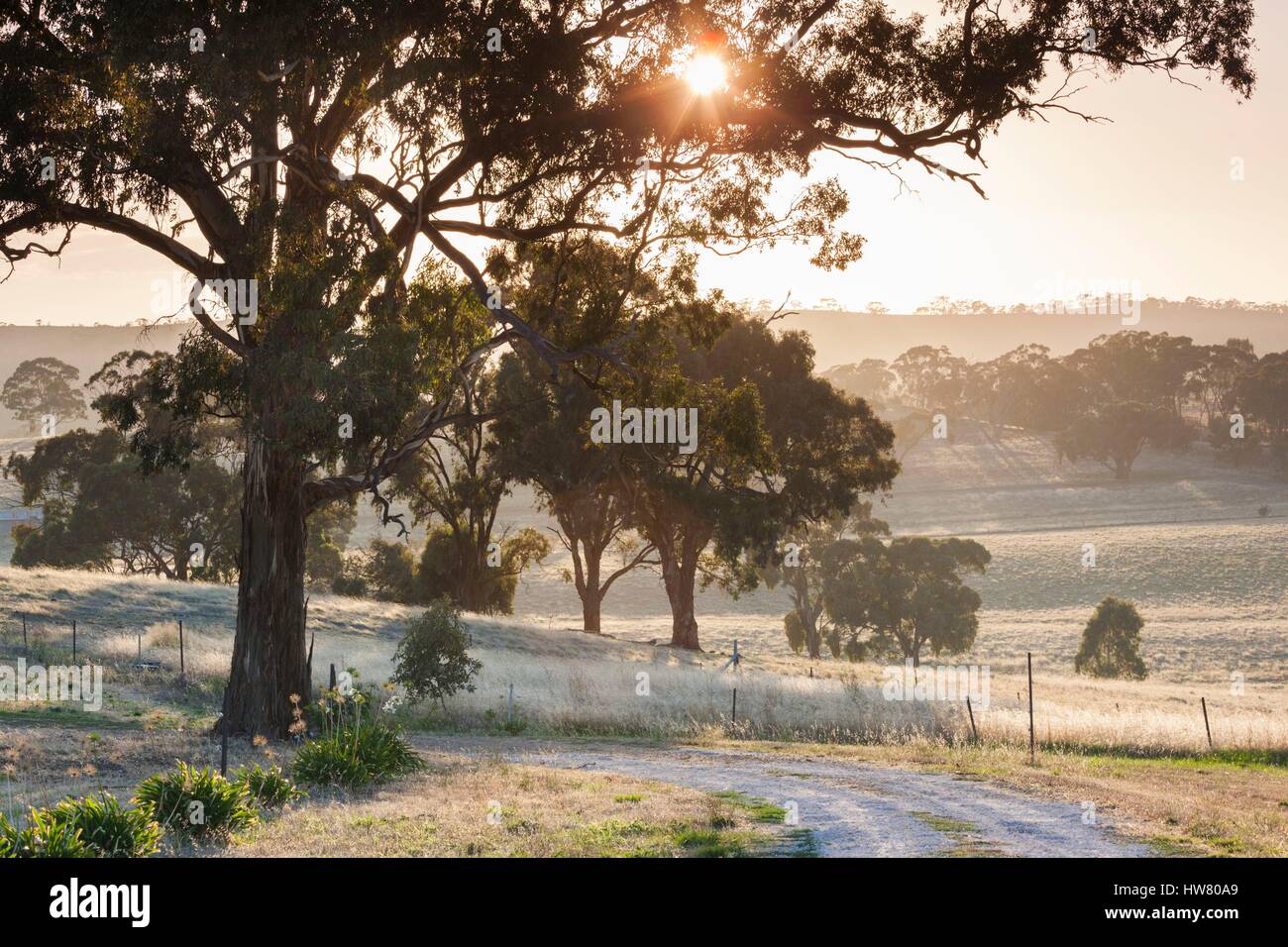 In Australia, in Sud Australia, Clare Valley, Clare, gomma alberi da Brooks Lookout, alba Foto Stock