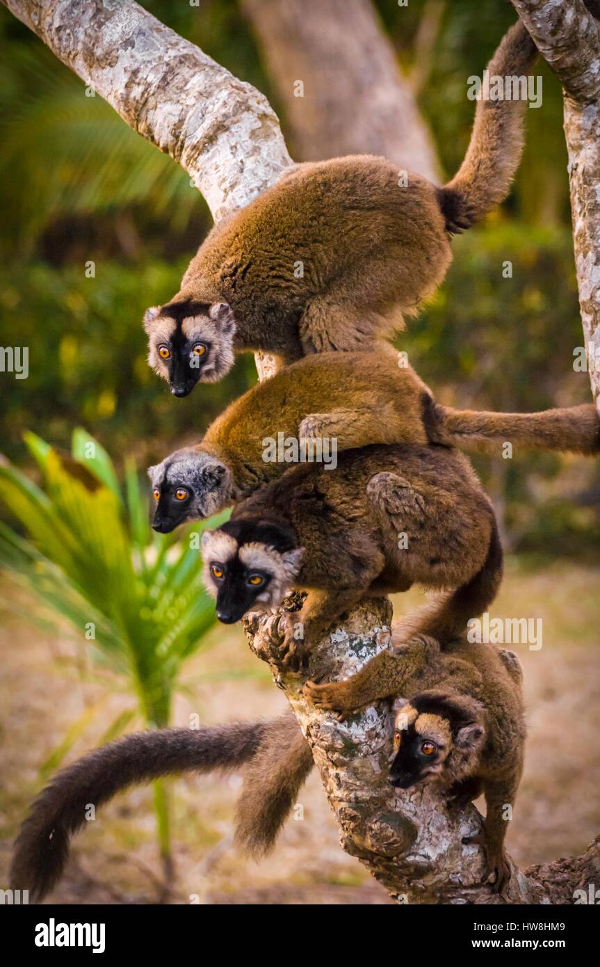 Francia, isola di Mayotte (dipartimento francese d' oltremare), Grande Terre, Bruno lemur (il Eulemur fulvus mayottensis) chiamato anche maki nel sottobosco di Kani-Keli, dietro la spiaggia N'gouja Foto Stock