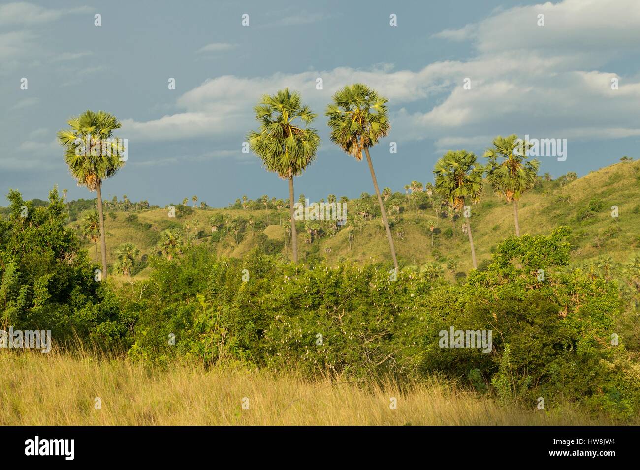 Indonesia, Nusa Tenggara Est, Rinca Isola, Parco Nazionale di Komodo sono classificati come patrimonio mondiale dall'UNESCO, Rinca caratteristica del paesaggio con asian palmyra palms (Borassus flabellifer) Foto Stock