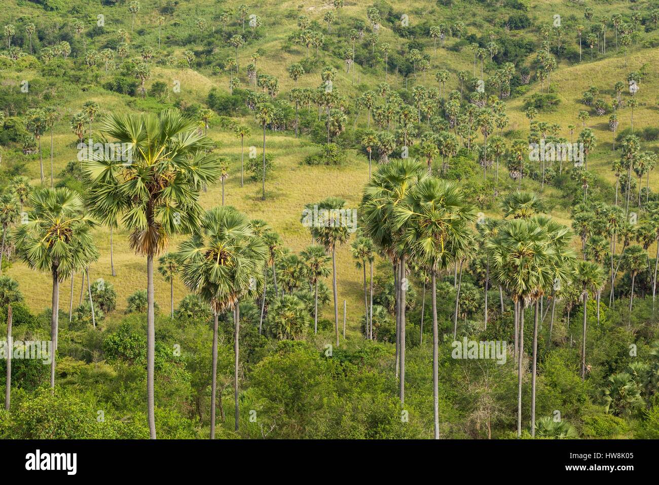 Indonesia, Nusa Tenggara Est, Rinca Isola, Parco Nazionale di Komodo sono classificati come patrimonio mondiale dall'UNESCO, Rinca caratteristica del paesaggio con asian palmyra palms (Borassus flabellifer) Foto Stock